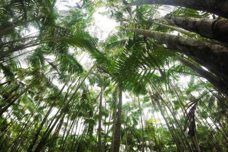 Bionegócios da Amazônia entram em nova fase com contrato de gestão