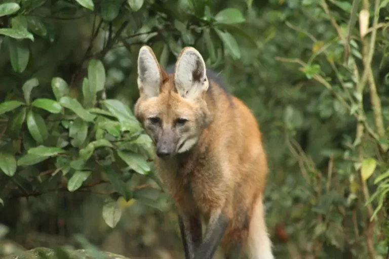 Lobo-guará adotado como cachorro desfruta de habitat e rotina ideal no Bioparque Zoo Pomerode