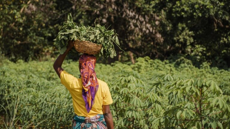 Lucro da bioeconomia não chega aos povos da floresta, revela estudo