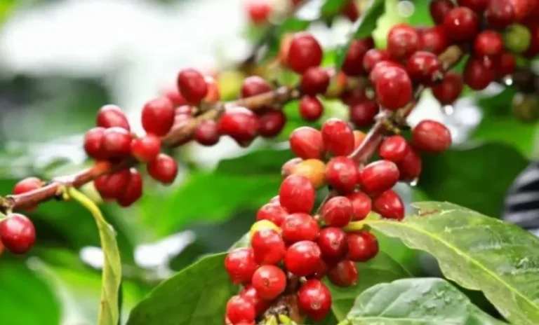 Nordeste na rota dos cafés especiais