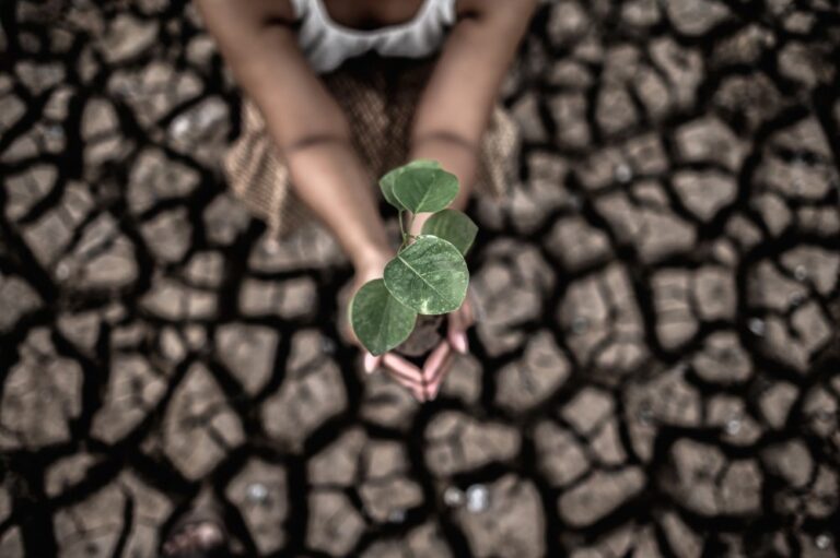 Sebrae Startups lança diagnóstico para impulsionar Startups de Impacto Socioambiental no Brasil