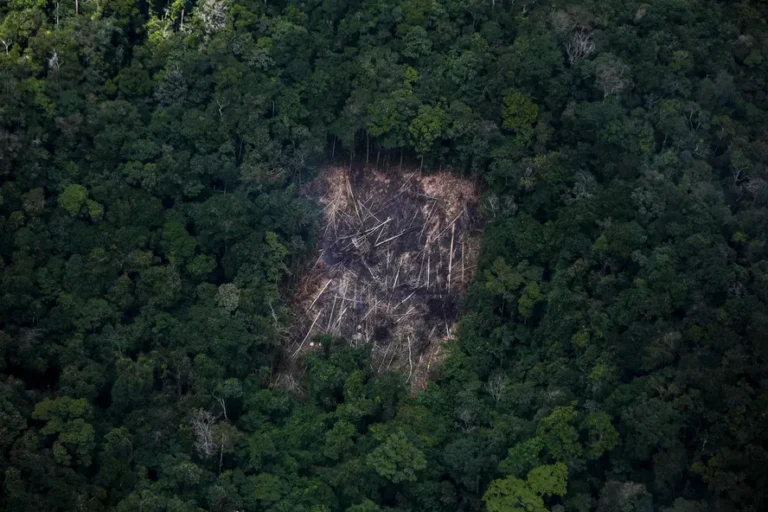 Estudo da UFSC publicado na Nature alerta para colapso da Amazônia