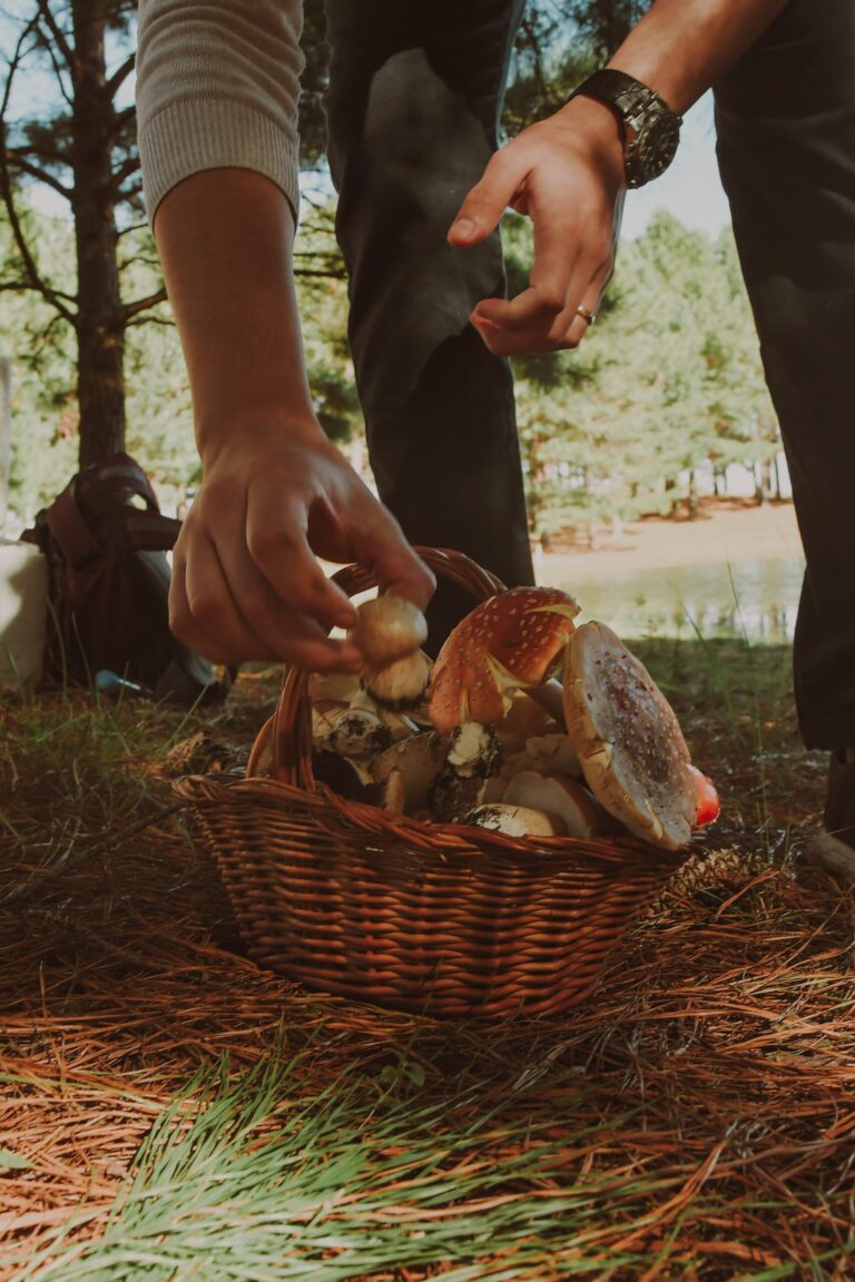 Viagem Gastronômica: o “Despertar dos Cogumelos Selvagens” no Parador
