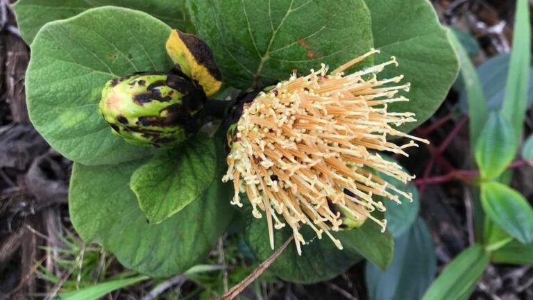 Nova espécie de margarida é descoberta no Espírito Santo e já está ameaçada de extinção