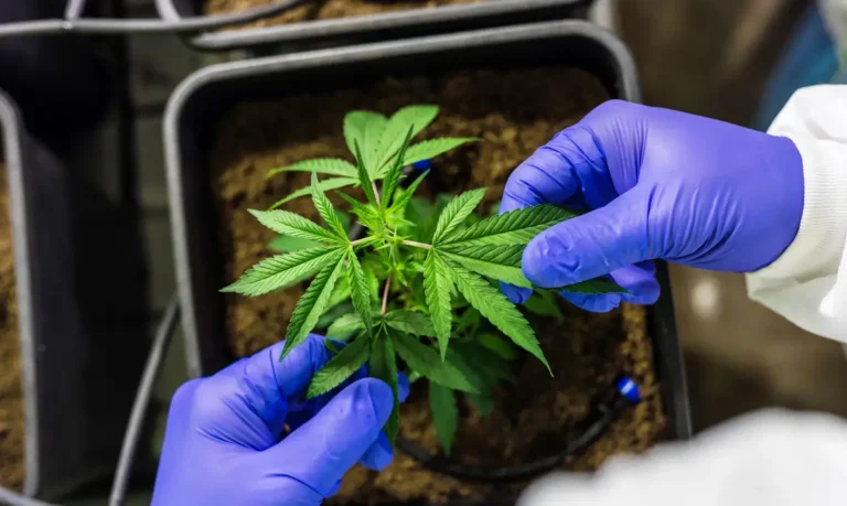 Falta de regulamentação da cannabis é omissão dolosa, diz especialista