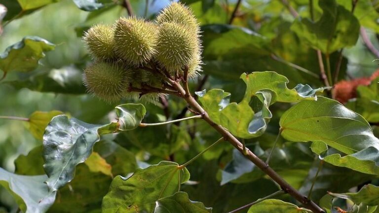 Urucum e abelha jataí estão entre espécies-chave para restauração da Amazônia, propõe estudo