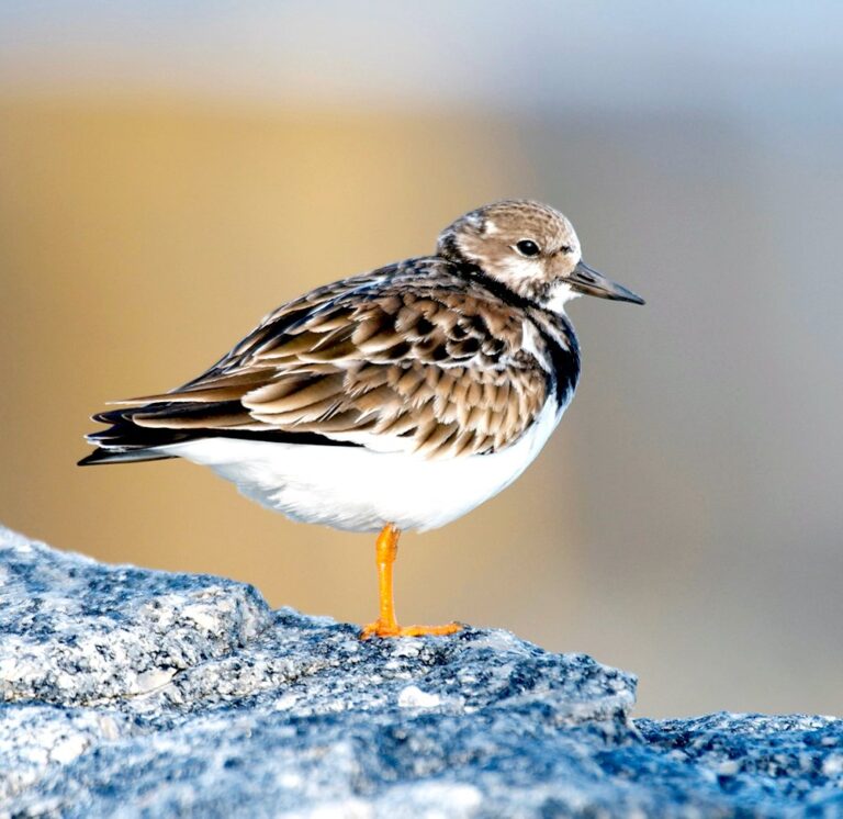 Risco de extinção de aves costeiras migratórias aumenta e efeitos devem se agravar em Santa Catarina