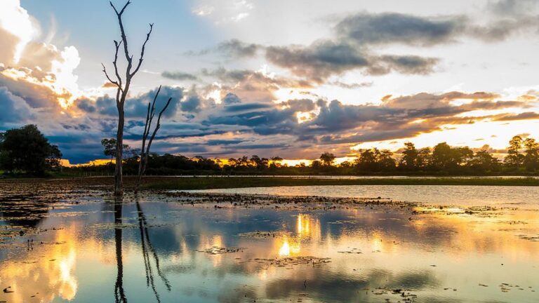 Pantanal pode perder 80% das espécies de anfibios até 2100, revela pesquisa