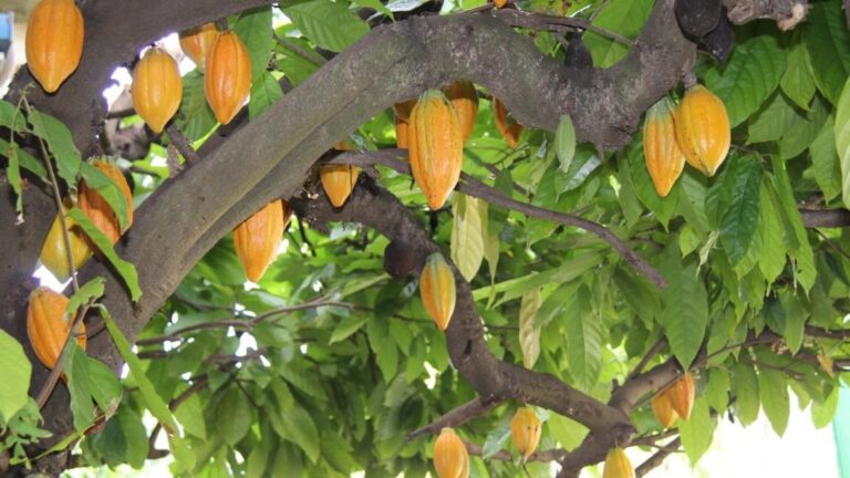 Conservação de florestas garante a produtividade do cacau no Pará e na Bahia, mostra estudo
