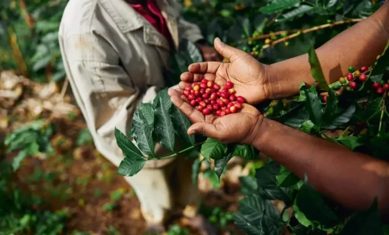 Café brasileiro se destaca em missão comercial no Oriente Médio