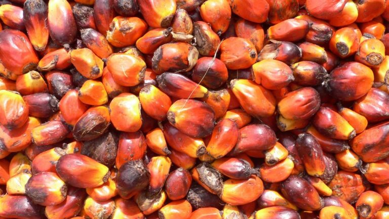 No Pará, produtores de dendê rompem contratos com agroindústria