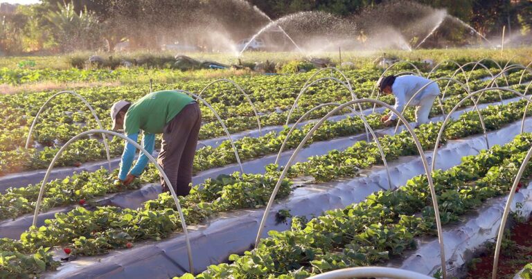 Cientistas divulgam documento com soluções para garantir a segurança alimentar no Brasil