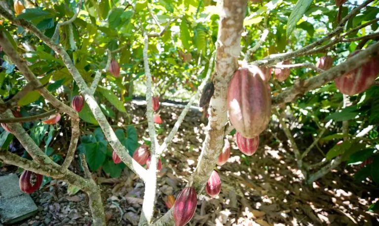 Fundo vai financiar pequenos agricultores de cacau na Bahia e no Pará