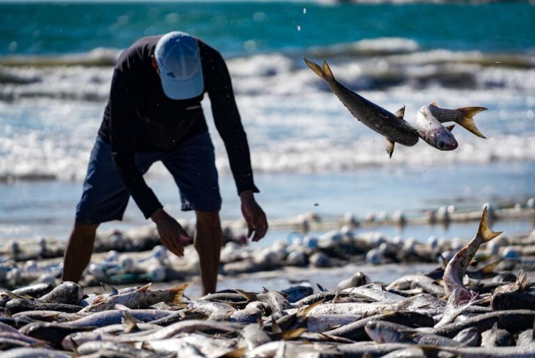 Santa Catarina quer discutir cotas de pesca da tainha com governo federal