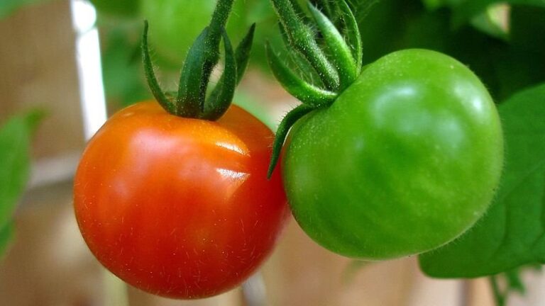 Tecnologia brasileira ‘enxerga’ tomate maduro e permite realizar controle de qualidade
