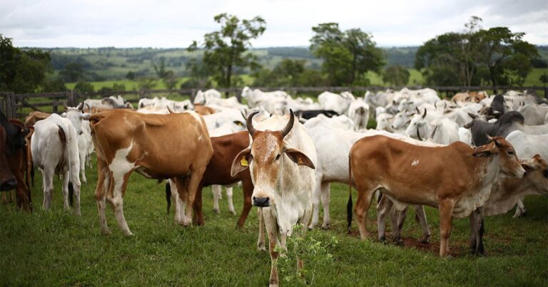 Brasil cria instituto para enfrentar crise planetária do sistema agroalimentar
