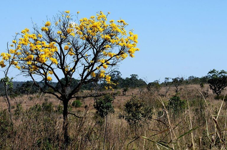 Às véspera da COP da Amazônia, Cerrado sofre com desmatamento legal