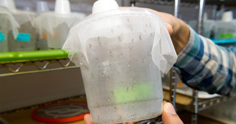 Mosquitos geneticamente modificados bloqueiam o ciclo de transmissão da malária