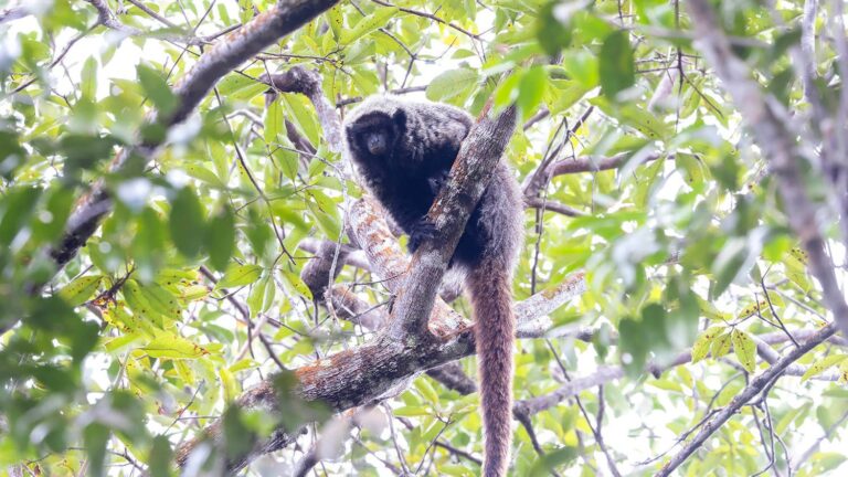 Expansão agrícola e degradação da Caatinga ameaçam macaco brasileiro