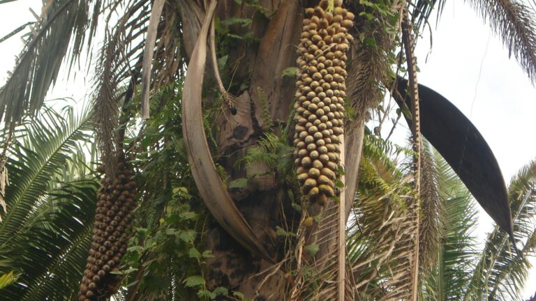 Biodiesel de babaçu polui menos que o de soja e pode gerar renda no Norte e no Nordeste