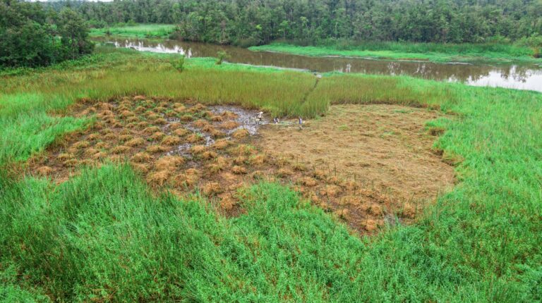 Projeto vai restaurar até 15 hectares de manguezais e brejos no litoral do Paraná