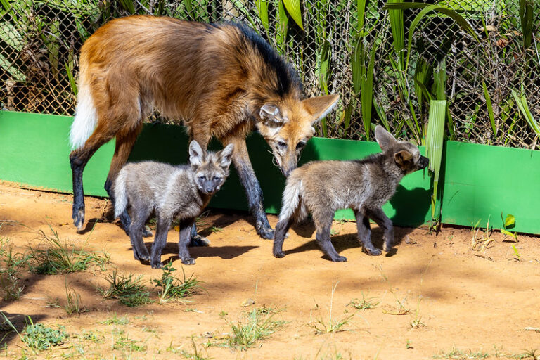 Zoo de São Paulo abre votação nas redes sociais para escolher nomes de filhotes de lobo-guará