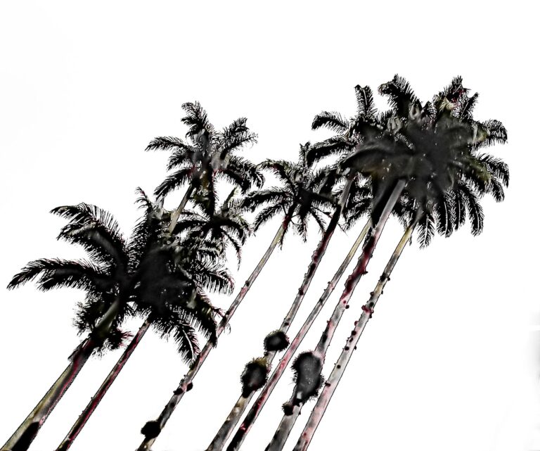 Exposição fotográfica em Florianópolis resgata memórias e transformações urbanas da Rua Bocaiúva