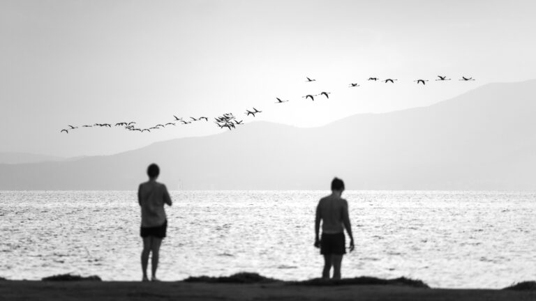 IA E ANIMAIS | Pesquisa internacional convida brasileiros a refletir sobre o futuro da comunicação entre humanos e outras espécies