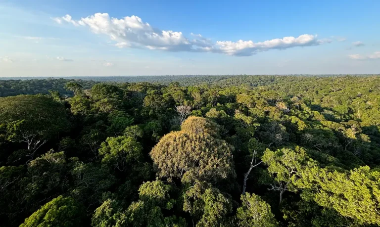 Queda no desmatamento na Amazônia e no Cerrado evita emissões de gases equivalentes às do Japão